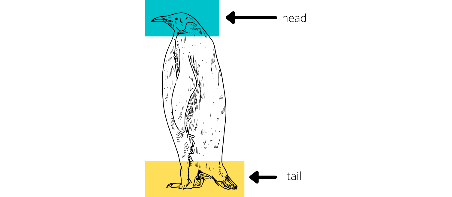 Head and tail